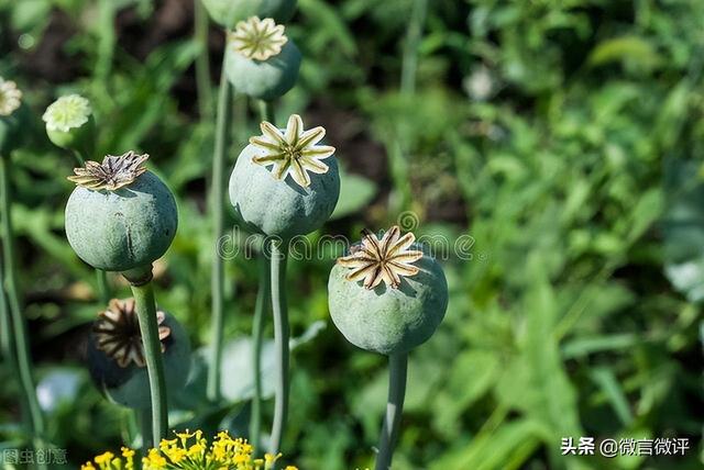 男子为尝鲜荒院内种250株罂粟苗