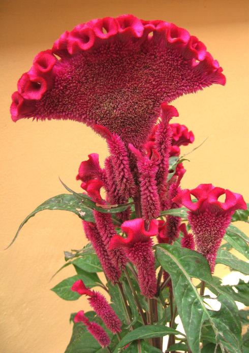 花卉知识