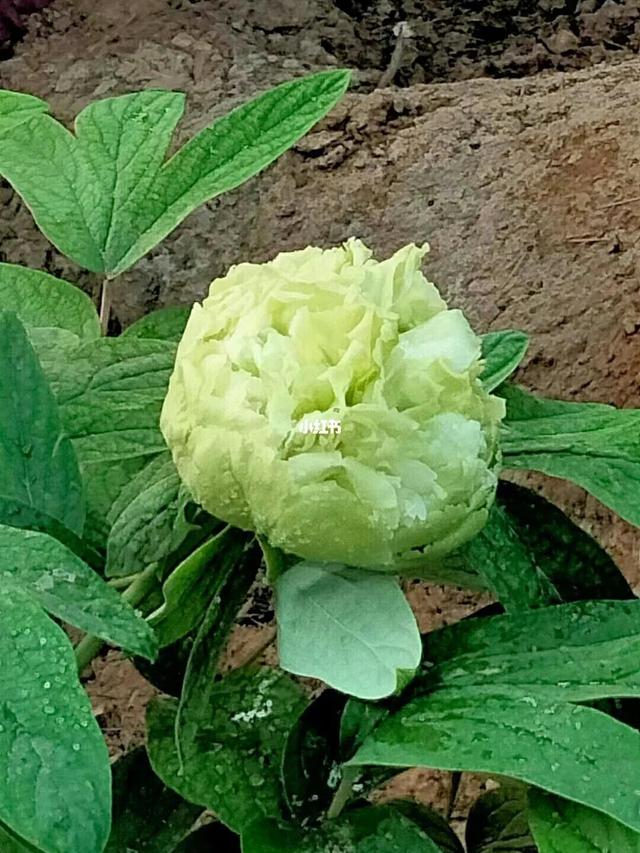 牡丹、芍药大比拼，到底谁最美