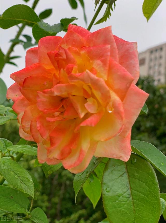一花一深爱，五月五立夏情长，夏日暖阳拂人间，愿落花有情山水美
