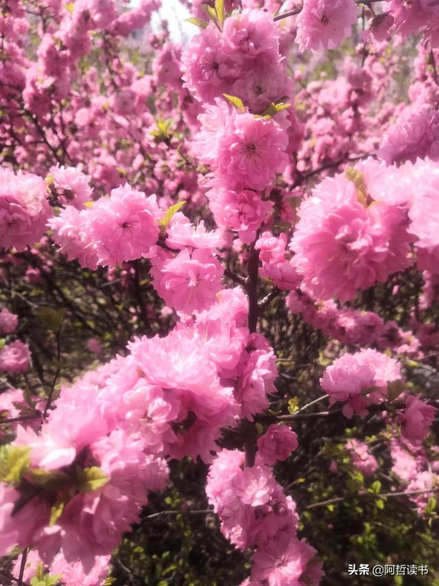 春光明媚，粉红的榆叶梅正芳菲，美美的令人陶醉