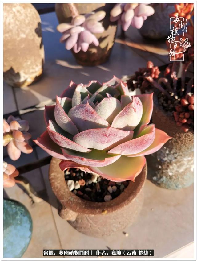 玉蝶铜芯电线价格表4平方,玉蝶铜芯线今日价格