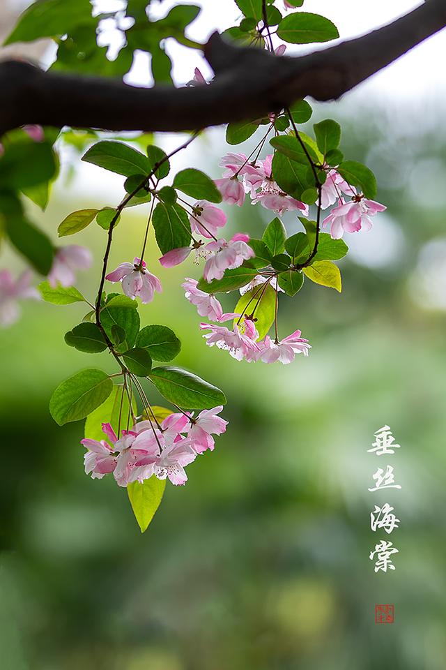 https://www.meipian.cn/56dvoh16