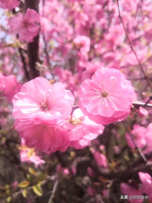 春光明媚，粉红的榆叶梅正芳菲，美美的令人陶醉