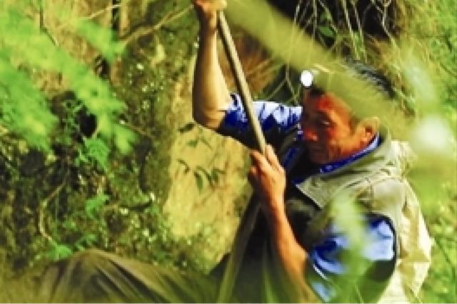 最后的“采燕人”：一斤售价2万6，每次浑身衣服湿透，儿子不肯学