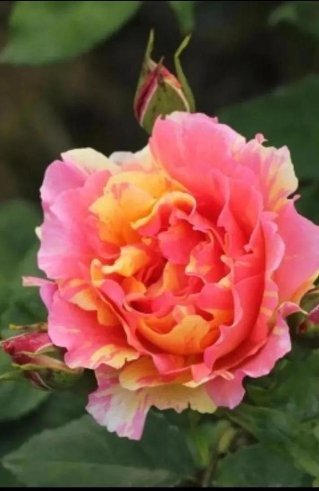 美丽的鲜花，姹紫嫣红，令人心情大好