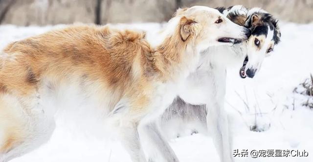 俄罗斯狼犬 俄罗斯狼犬（俄罗斯狼犬守护神） 动物