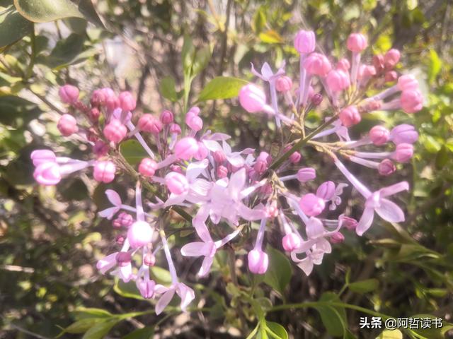 千千结里，暮春意徜徉，紫气更芬芳，丁香粉黛满城香