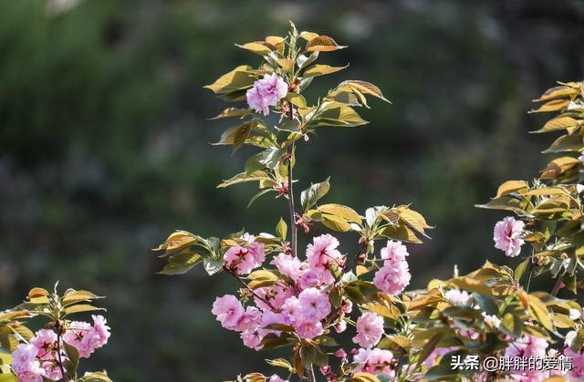 不必纠结梦想太遥远，无论前方是草原还是沙漠，都是风景