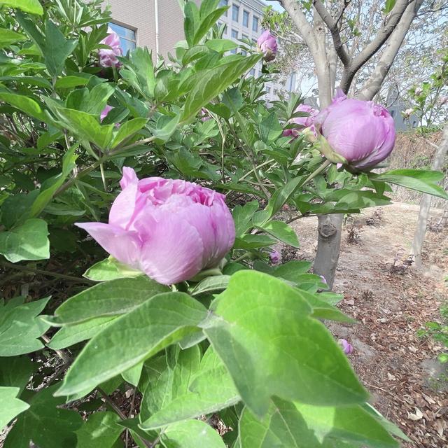 春日无尘日 晴好光明媚 百花开灿烂 万物显生机 元姆