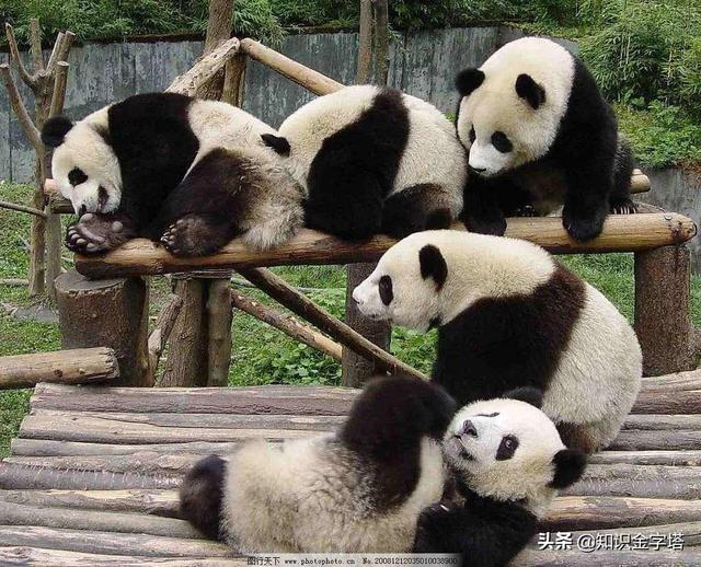 大熊猫有多少只（全球大熊猫有多少只）
