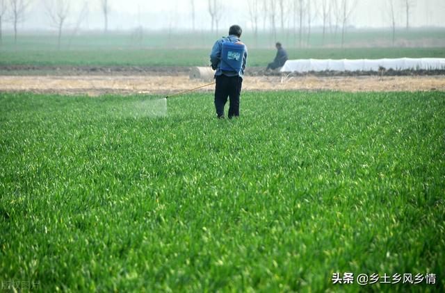 小麦打矮壮素最佳时间，这个一定要掌握好，早了迟了都会造成减产