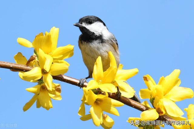 春暖花开 鸟语花香 景色优美 令人陶醉 新闻时间
