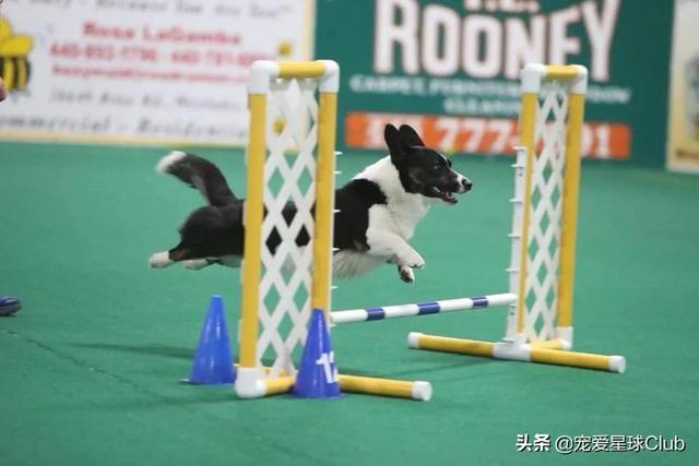 威尔士柯基犬