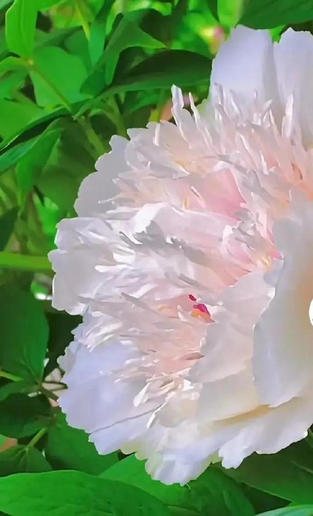 牡丹、芍药大比拼，到底谁最美
