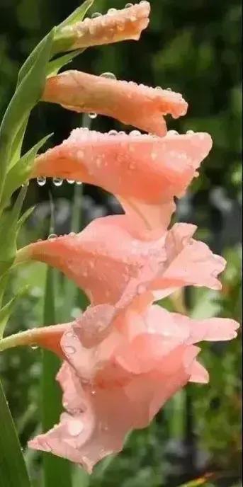 给我鼓掌掌，智慧精灵撒花了