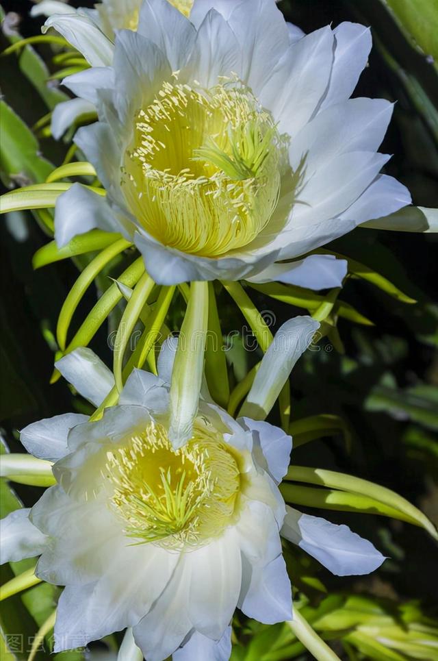 黄菊花的花语