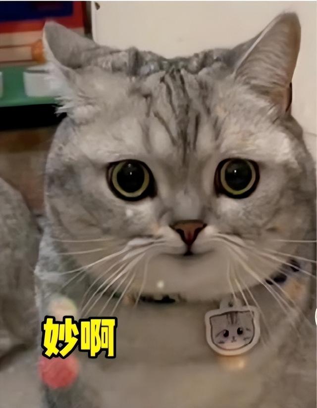 真没“十三香”了？iPhone14爆料汇总，一文讲明白苹果的变与不变
