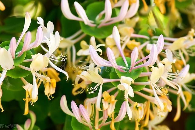 「遇见」· 石羊垅的金银藤花