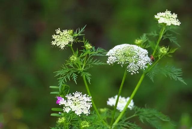 生物农药未来之星？解析植物源农药研究开发方向4