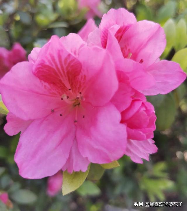 只为杜鹃来开花
