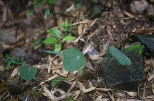 金不换植物