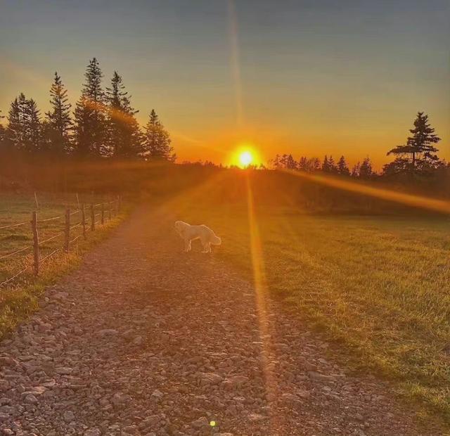 [万福云关键词自动回复]，微信打字出现的小动物有哪些