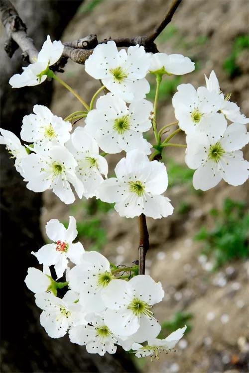 各种花开的时间