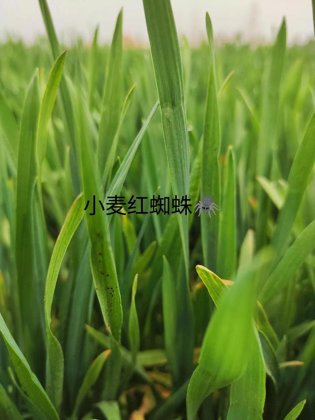 如何防治小麦红蜘蛛和蚜虫