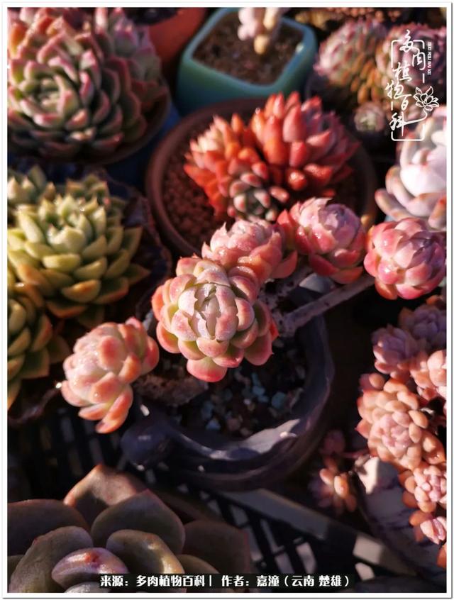 玉蝶铜芯电线价格表4平方,玉蝶铜芯线今日价格