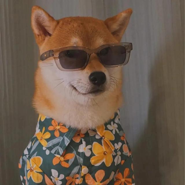 宠物狗图片头像大全(高清狗狗头像图片大全)-艾拉狗场