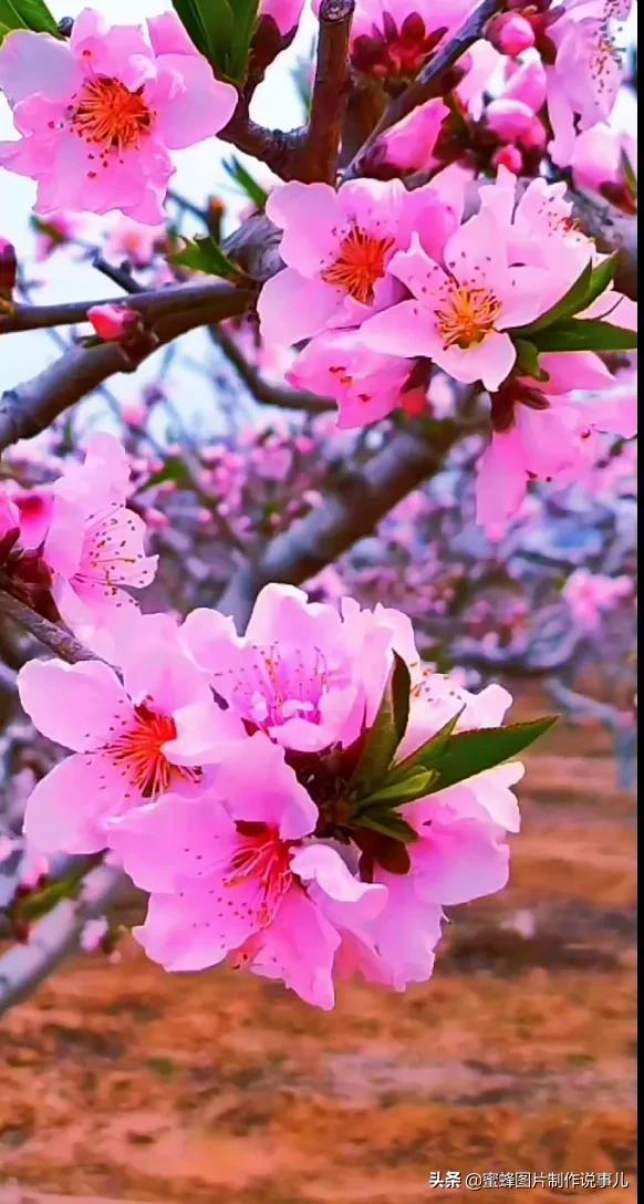 春花烂漫，竞相绽放，鸟语花香