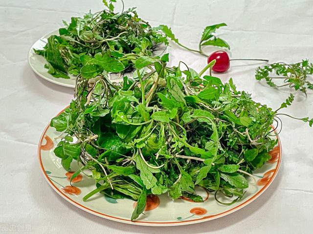 穿越田间挖荠菜的你，掌握荠菜的这5种吃法，享受美味又养生