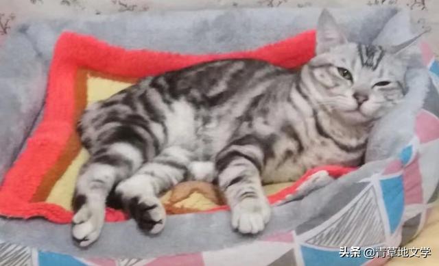 青草地文学：宠猫诗三首（组诗）
