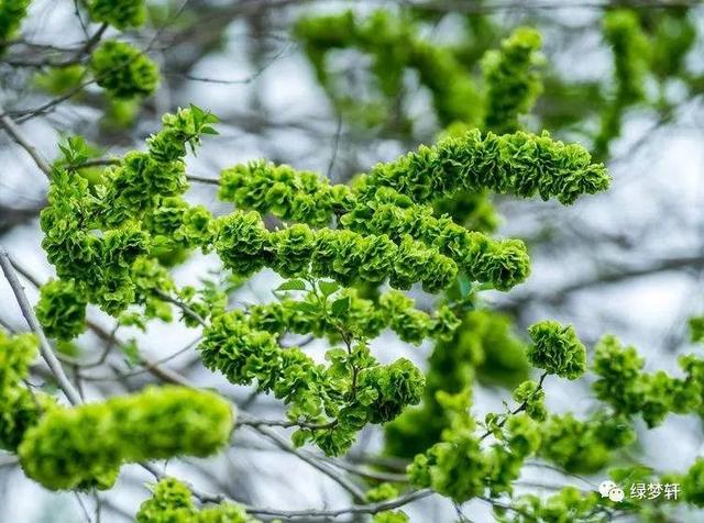 这个春天你们吃上凉拌蒲公英、香蒸榆钱饭了吗？