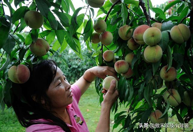 种植桃树巧用多效唑，果农实现高产增收效益好14