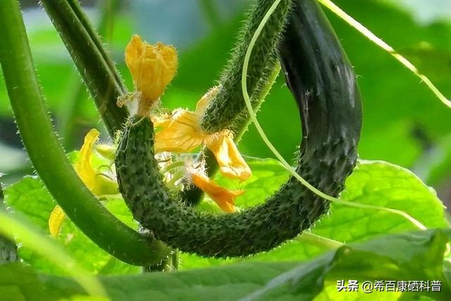 提醒：春天这7种蔬菜或需少吃，很多人还不知道，早知早好