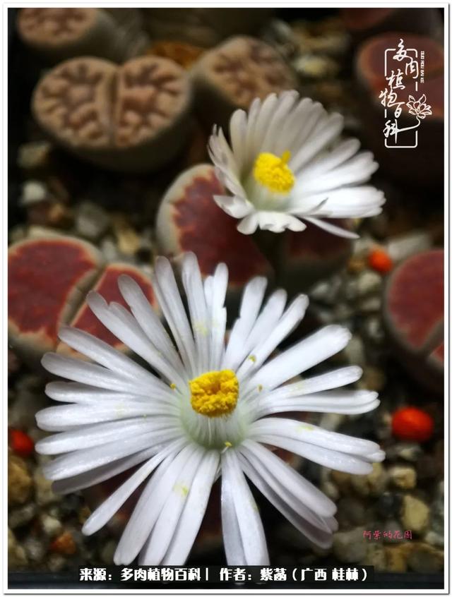郑州新型泥土洗砂机