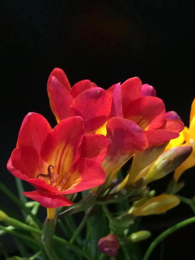 分享图片，芬芳美丽香雪兰