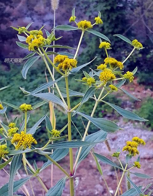 16种入侵植物，正悄悄破坏我们的环境，见了连根拔掉，留着是祸害14