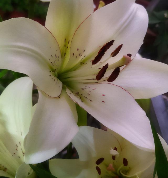 香水花 香水花（香水化学） 生活