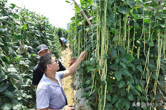 种地只会施氮磷钾肥？学会施用硼肥，作物抗病强还高产5