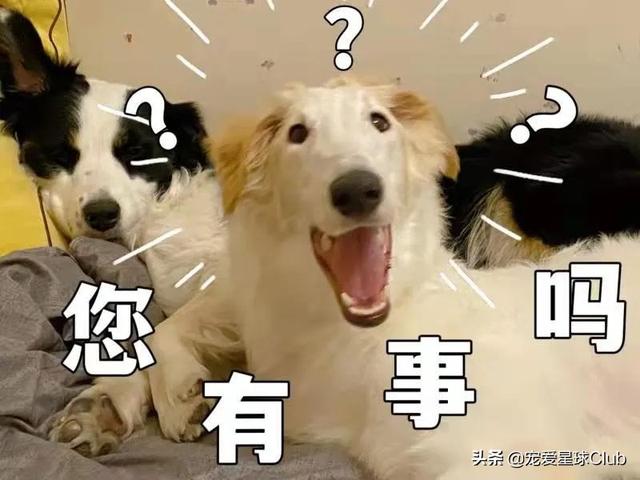 俄罗斯狼犬