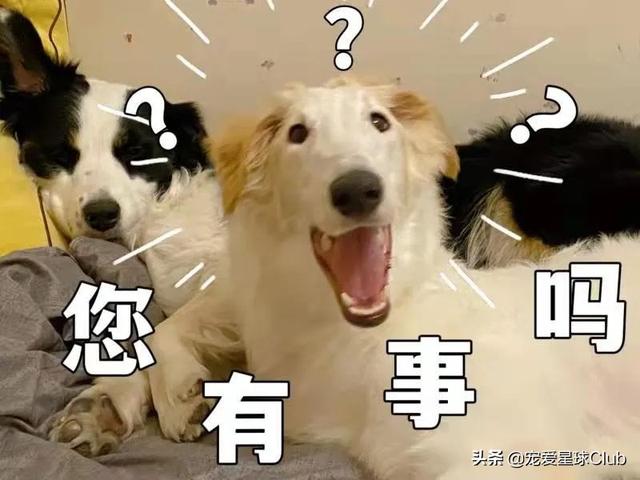 俄罗斯狼犬 俄罗斯狼犬（俄罗斯狼犬守护神） 动物