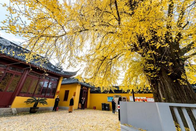 上海游玩的地方有哪些地方，上海金秋去哪玩必打卡这6个宝藏旅行地，遇见魔都最美的秋色