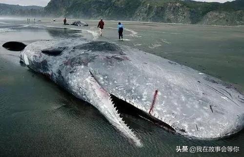 巨枪乌贼vs抹香鲸图片