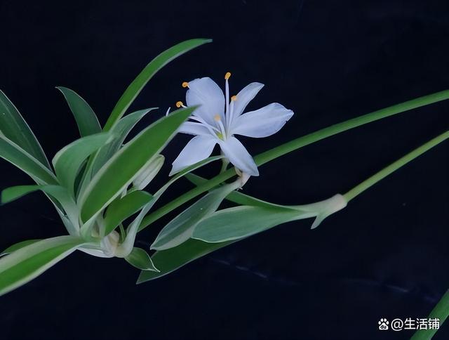 吊兰开花 吊兰开花（吊兰开花预示着什么） 生活