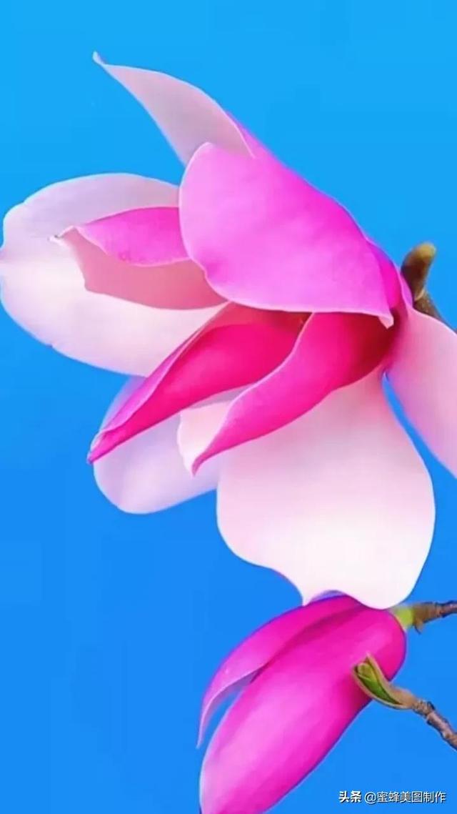 一花一叶即菩提，一草一木皆有情