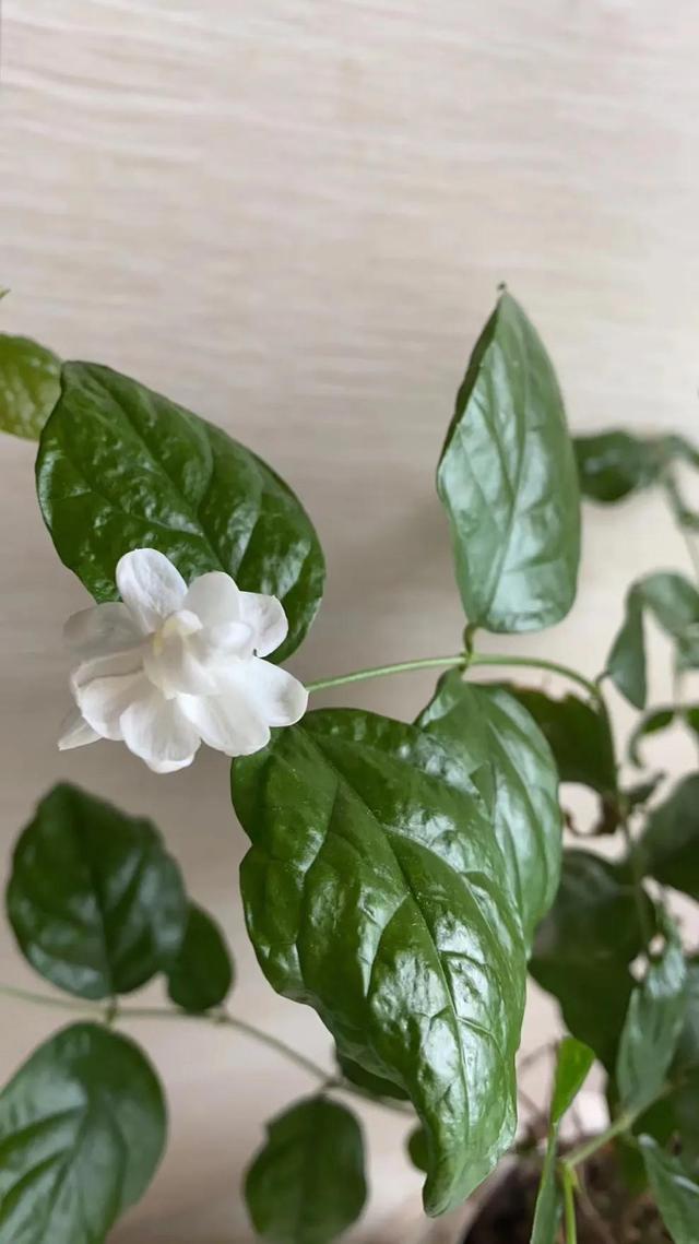 时间真快 又到了花开的季节 走一波 Zh中文网