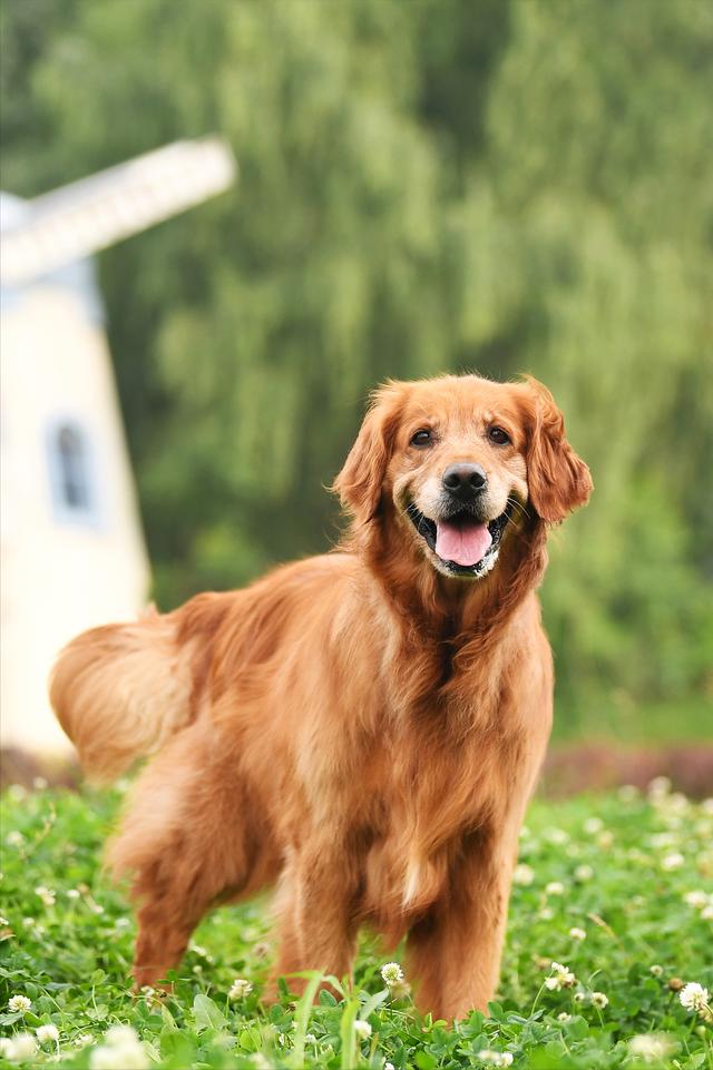 金毛猎犬图片